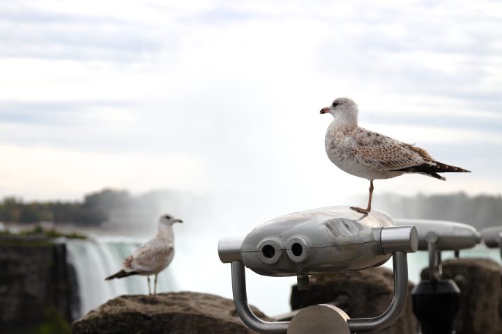 Oiseaux des chutes
