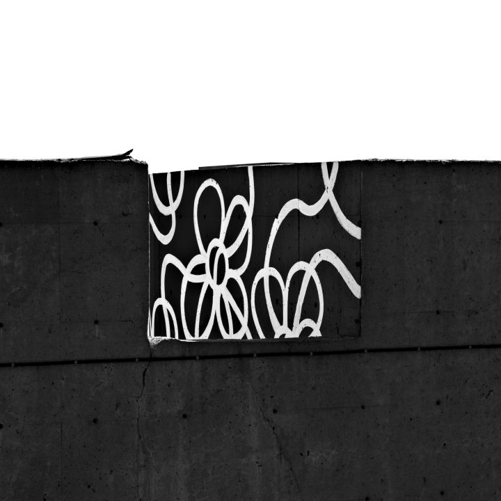 Fleur de mur