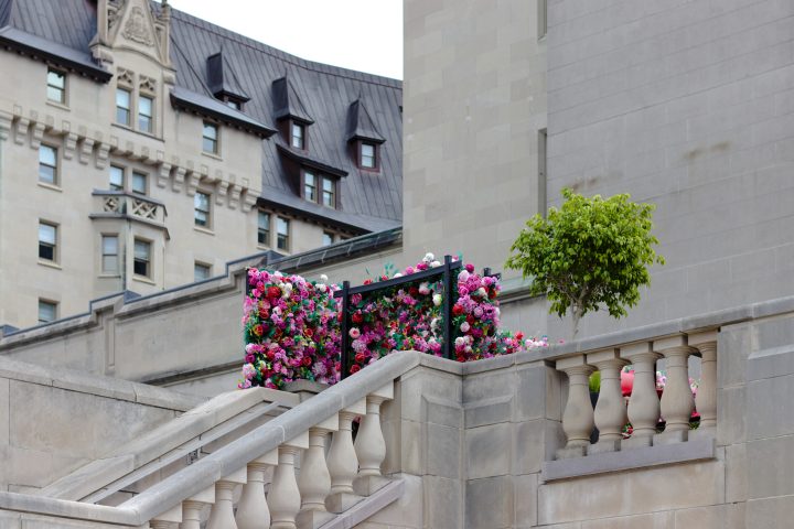 Les roses